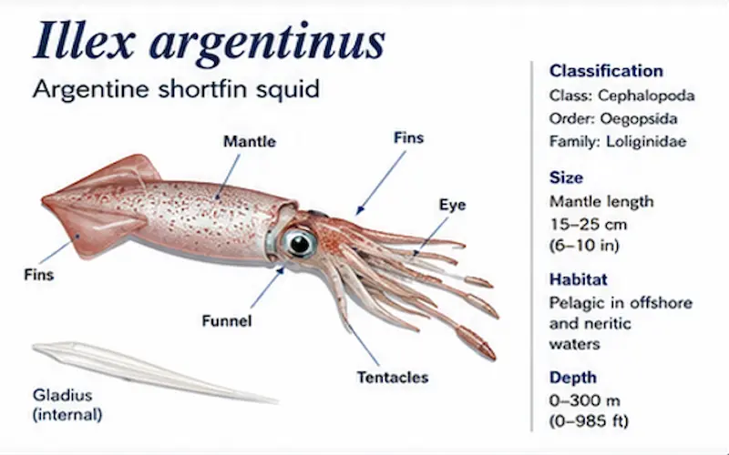 frozen illex argentinus argentine squid south atlantic supplier