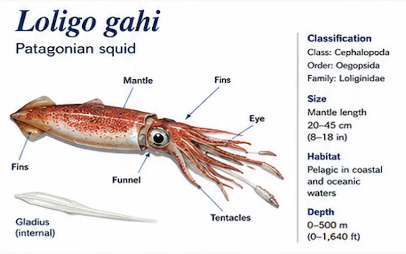 frozen loligo gahi patagonian squid falkland islands supplier