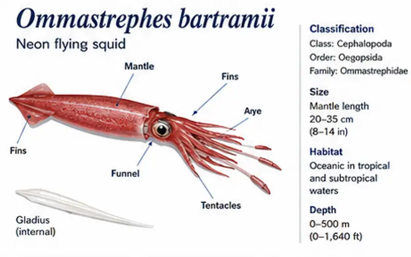 frozen ommastrephes bartramii neon flying squid pacific supplier