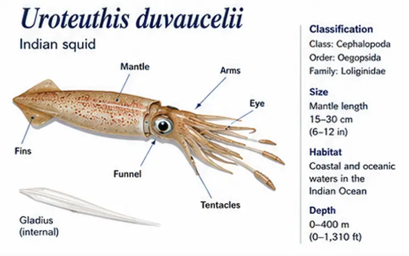 frozen uroteuthis duvaucelii indian squid indian ocean supplier